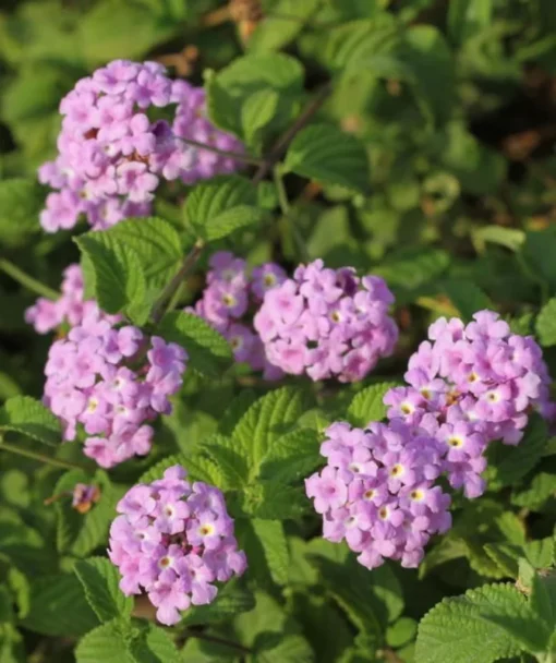 Lantana Trailing Lavender Set - Two 4-inch Potted Plants for Outdoor Planting
