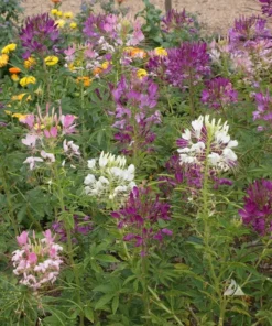 Cleome Seeds - 100+ Mixed Color Flower Seeds - Garden Planting