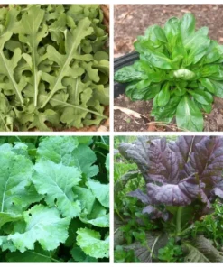 Leafy Greens Mix Seeds - 400 Seeds - Winter Crop Variety - Free Shipping