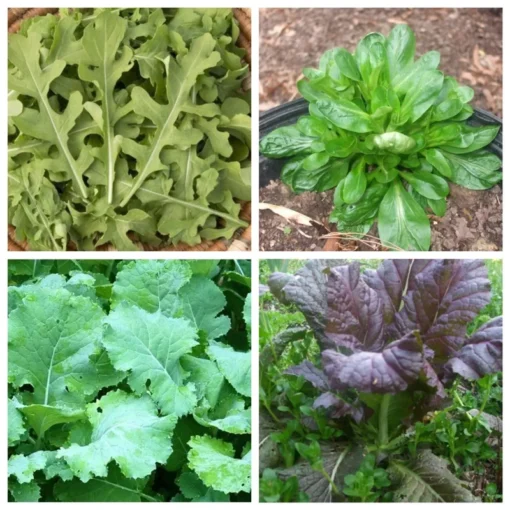 Leafy Greens Mix Seeds - 400 Seeds - Winter Crop Variety - Free Shipping