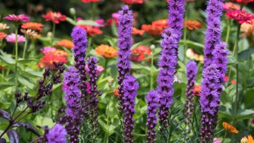 Liatris Blazing Star Seeds - 50+ Seeds for Vibrant Blooms
