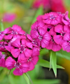 Sweet William Dianthus Barbatus Seeds - 300+ Heirloom Flower Seeds