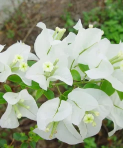 White Bougainvillea Starter Plant 4in - Live Plant - No Pot