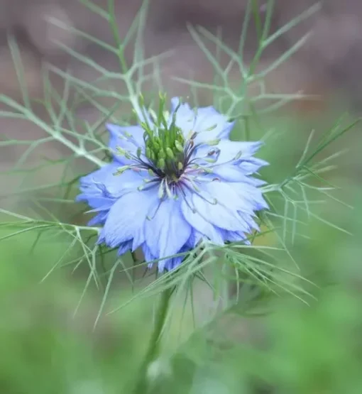 Love in a Mist Flower Seeds - Nigella Damascena - Blue - 50+ Seeds
