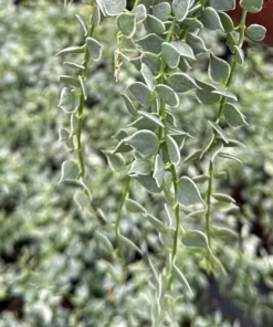 Dischidia Million Hearts Trailing Succulent Live Plant - 3 inch Pot - Unique Indoor Plant