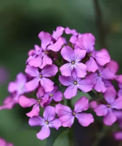 Lunaria Money Plant Seeds - Silver Dollar Flower - 50+ Seeds