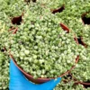 Variegated String of Pearls Trailing Succulent Plant 2 4 6 inch Pot