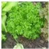 Tango Lettuce Seeds - 400 Seeds - Perfect for Home Gardens