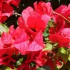 Bougainvillea Jamaican Red Starter Plant - 4in Size - Vibrant Red Blooms