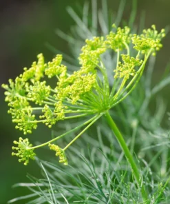 Bouquet Dill Seeds - Heirloom Variety - 100 Seeds - Crop of 2025