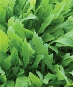 Arugula Seeds for Planting - 500 Seeds - Fast Growing Salad Greens