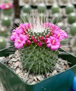 Mammillaria Spinosissima Cactus - Live Plant 4 Inch Pot Fully Rooted
