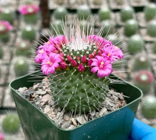 Mammillaria Spinosissima Cactus - Live Plant 4 Inch Pot Fully Rooted