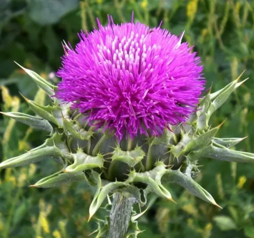 Milk Thistle Seeds Silybum marianum - 40+ Seeds - Free Shipping
