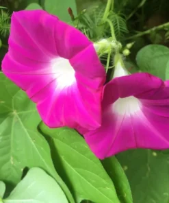 Morning Glory Seeds - Magenta - 50 Seeds - 2025 Crop