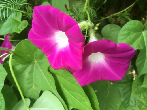 Morning Glory Seeds - Magenta - 50 Seeds - 2025 Crop