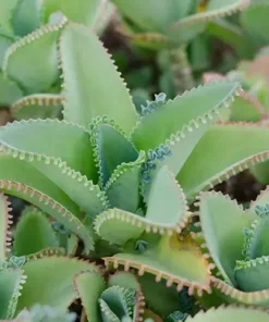 Mother of Thousands Plant - Kalanchoe Daigremontiana - Live Plant - 2/4