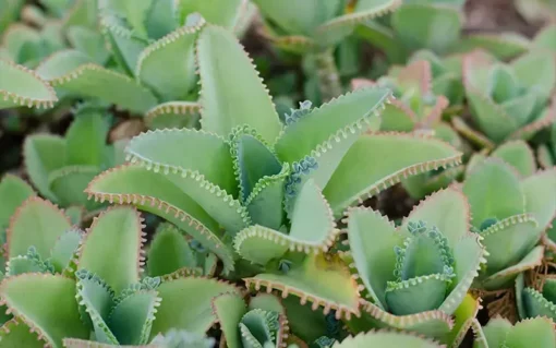 Mother of Thousands Plant - Kalanchoe Daigremontiana - Live Plant - 2/4" Pot - Easy Care