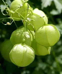 Balloon Vine Seeds - Love in a Puff - Harvest 09/2025 - Free Shipping