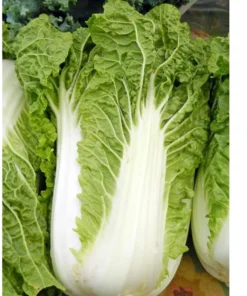 Napa Michihili Chinese Cabbage Seeds - 200 Seeds - Vegetable Seeds