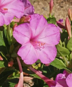 Four O' Clock Seeds Pink - Annual/Perennial Marvel of Peru Flower Seeds