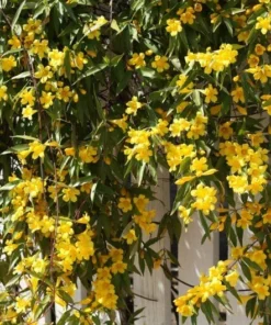 Yellow Jasmine Plant Live Jasmine Vine 4-6 Inches Climbing Flower Plant