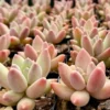 Pachyphytum Compactum Rose Plant - Little Jewel Pink Succulent 2" Pot
