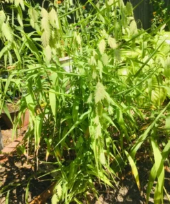 Northern Sea Oats Seeds - Ornamental Grass for Garden Landscaping Free Shipping