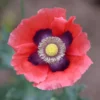 Red Poppy Seeds - Ornamental & Culinary Annual Flower Seeds - Free Ship