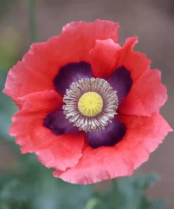 Red Poppy Seeds - Ornamental & Culinary Annual Flower Seeds - Free Ship