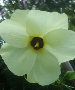 Hibiscus Seeds Mix: Texas Star, Rose of Sharon, Abelmoschus manihot, 100 Seeds