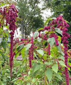 Dreadlock Amaranth Seeds - Burgundy Beauty, Crop 2025