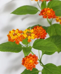 Lantana Orange Plant Set - Two 4-inch Pots - Outdoor Garden Plants