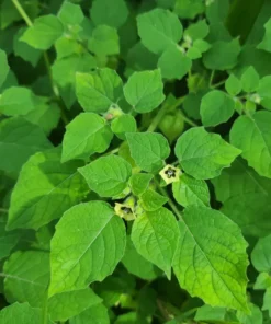 Physalis Peruviana Seeds: Golden Ground Cherry Hawaiian Giant Poha Berry