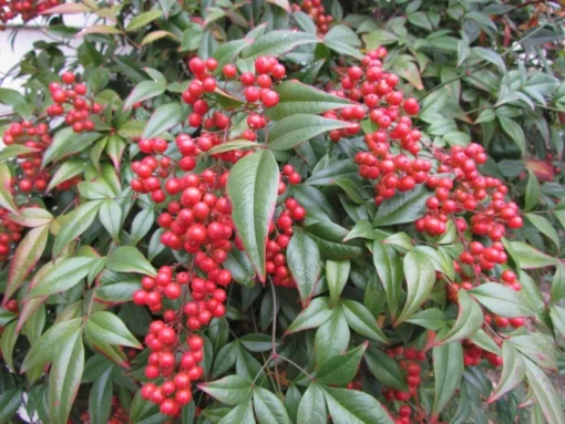 Nandina Domestica Heavenly Bamboo Bush Seeds - 25 Seeds Pack