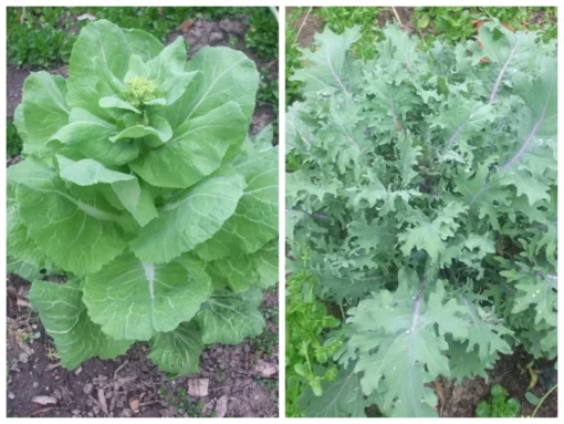 Napa Michihili Cabbage & Russian Red Kale Seeds - 200 Seed Pack