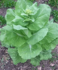 Napa Michihili Chinese Cabbage Seeds - 200 Seeds - Vegetable Seeds