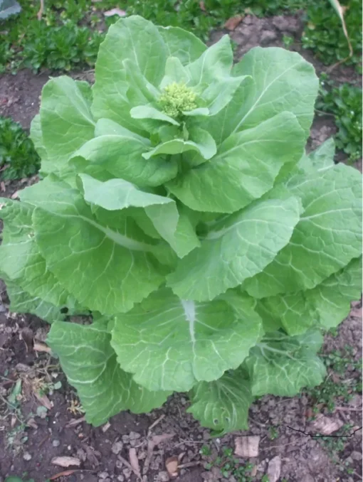 Napa Michihili Chinese Cabbage Seeds - 200 Seeds - Vegetable Seeds