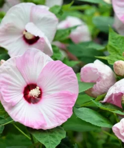 Hibiscus Luna Pink Swirl Starter Plant 6-8 inch Live Hardy Hibiscus