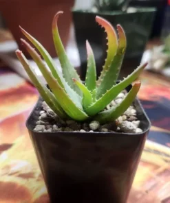 Blue Elf Aloe Succulent Plant 2