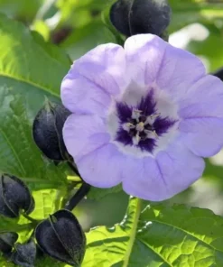 Nicandra Shoofly Plant Seeds - Apple of Peru - 100+ Seeds - Free Shipping