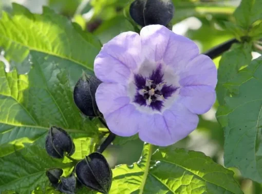 Nicandra Shoofly Plant Seeds - Apple of Peru - 100+ Seeds - Free Shipping
