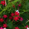 Cypress Vine Cardinal Climber RED Seeds - 2025 Crop