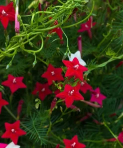 Cypress Vine Cardinal Climber RED Seeds - 2025 Crop
