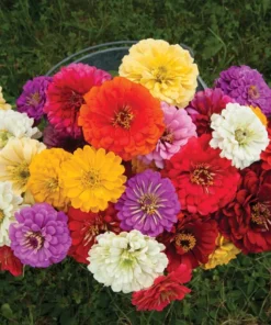 Dahlia Flower Seeds - Wonderful Mix for Garden Planting