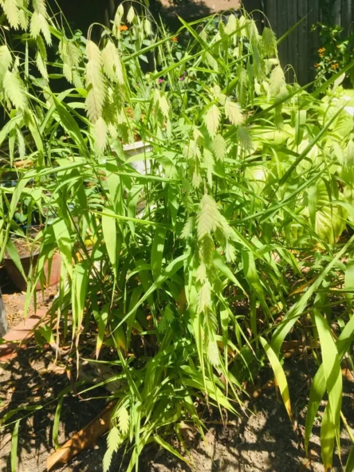 Northern Sea Oats Seeds - Ornamental Grass for Garden Landscaping Free Shipping