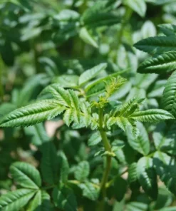 Huacatay Seeds - 250 Peruvian Mint Herb Seeds for Culinary & Medicinal Use