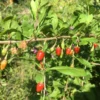 Goji Berry Seeds - 50+ Easy to Plant - Free Shipping
