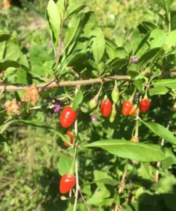 Goji Berry Seeds - 50+ Easy to Plant - Free Shipping