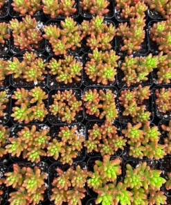 Sedum Rubrotinctum Aurora Live Succulent Plants 2